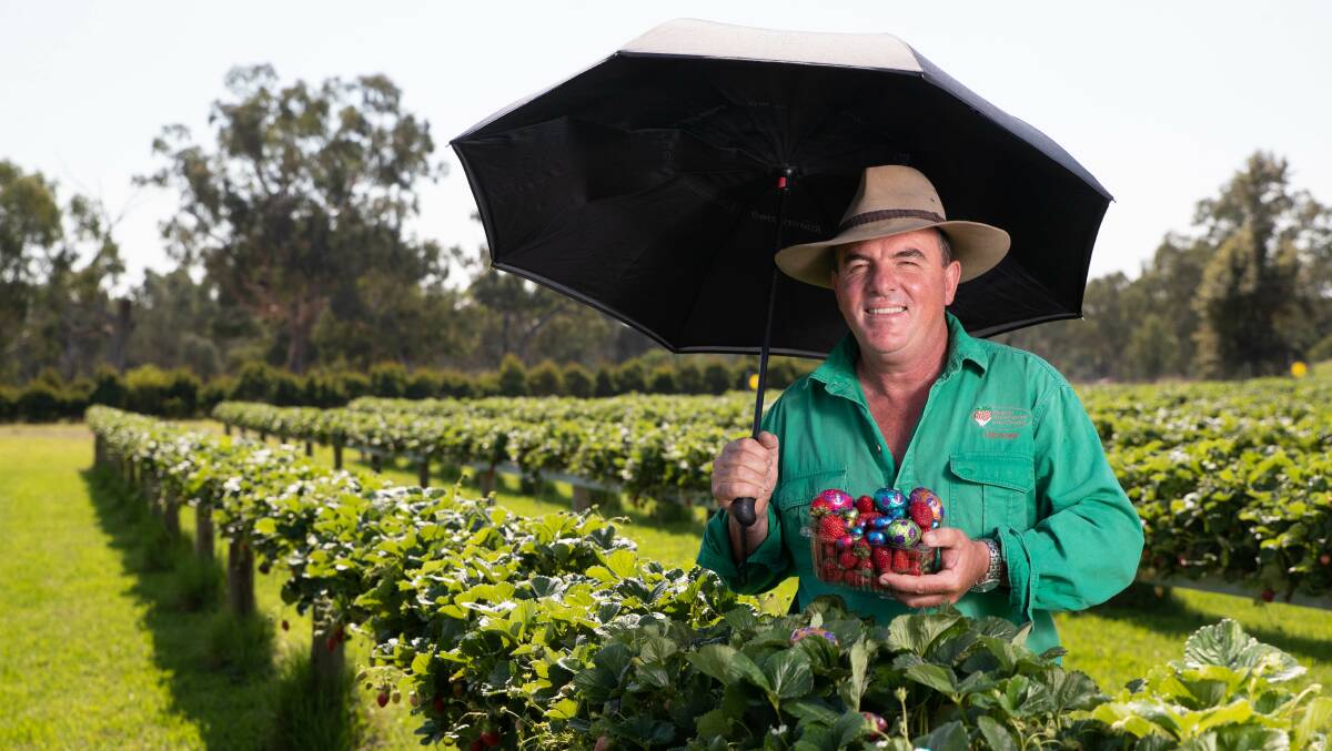 Bidgee Strawberries and Cream owner Michael Cashen is excited for the long weekend despite the forecast of rain. Picture by Madeline Begley