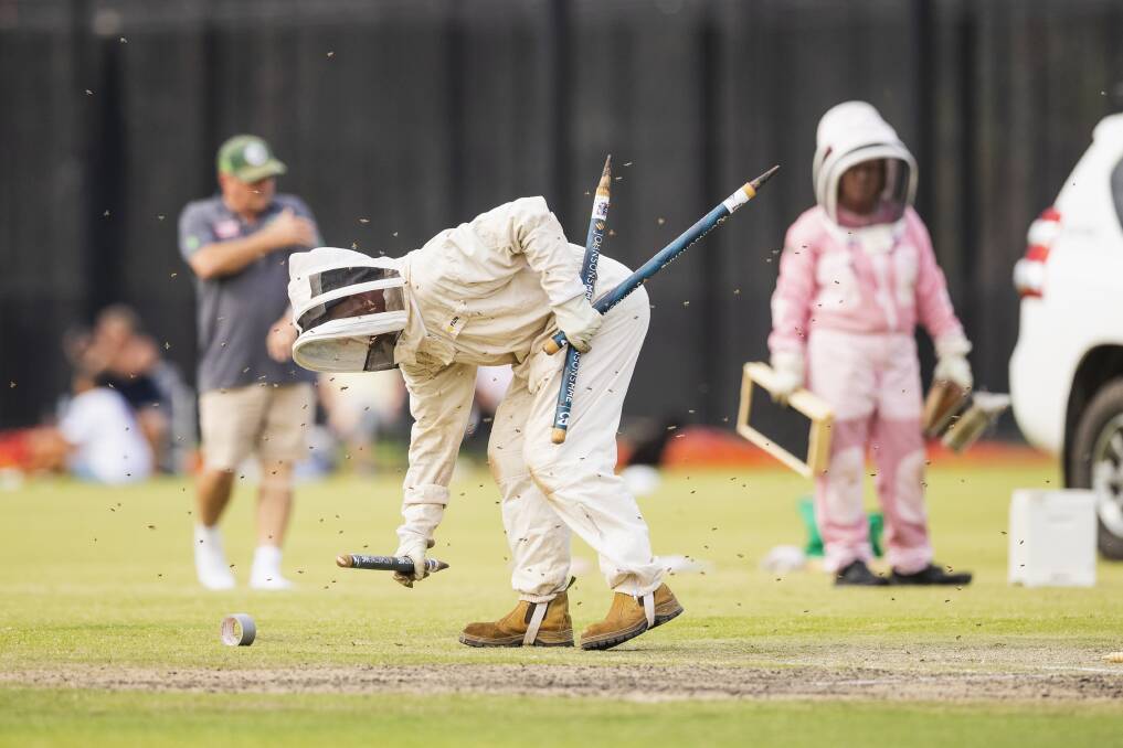 Sporting personality and beekeeper Robbie Mackinlay tends to the bee-covered wickets at the second grade grand final on Saturday afternoon. Picture by Ash Smith