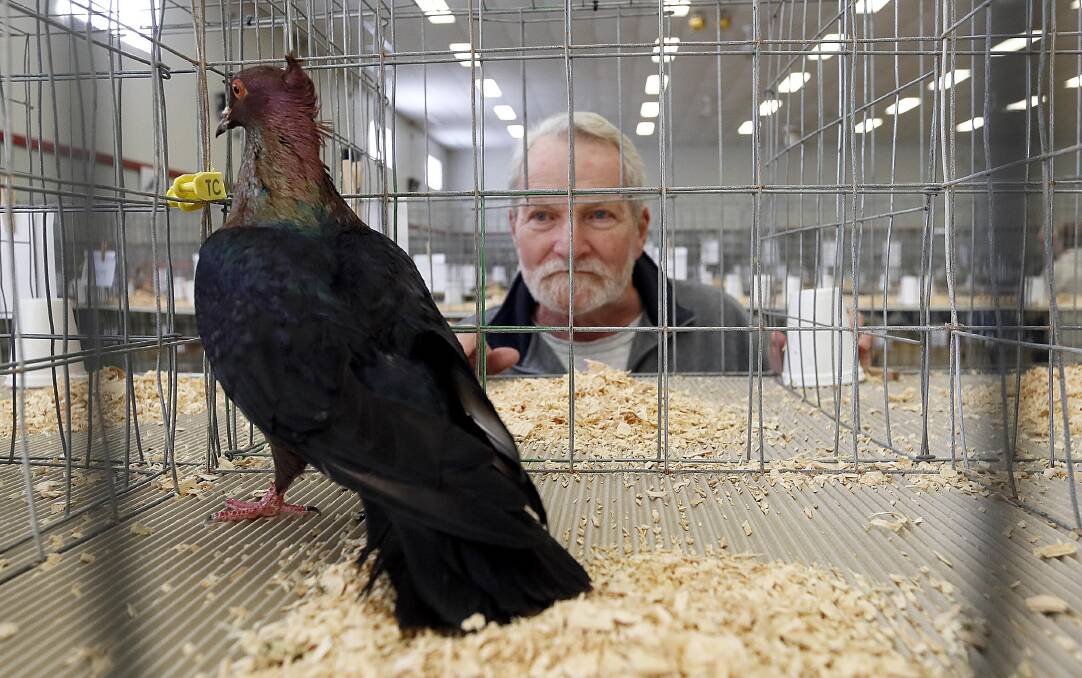 Frank Hayes founded the Australian National Pigeon Association 41 years ago in Wagga and has been waiting a long time to bring the national competition home. Picture: Les Smith 
