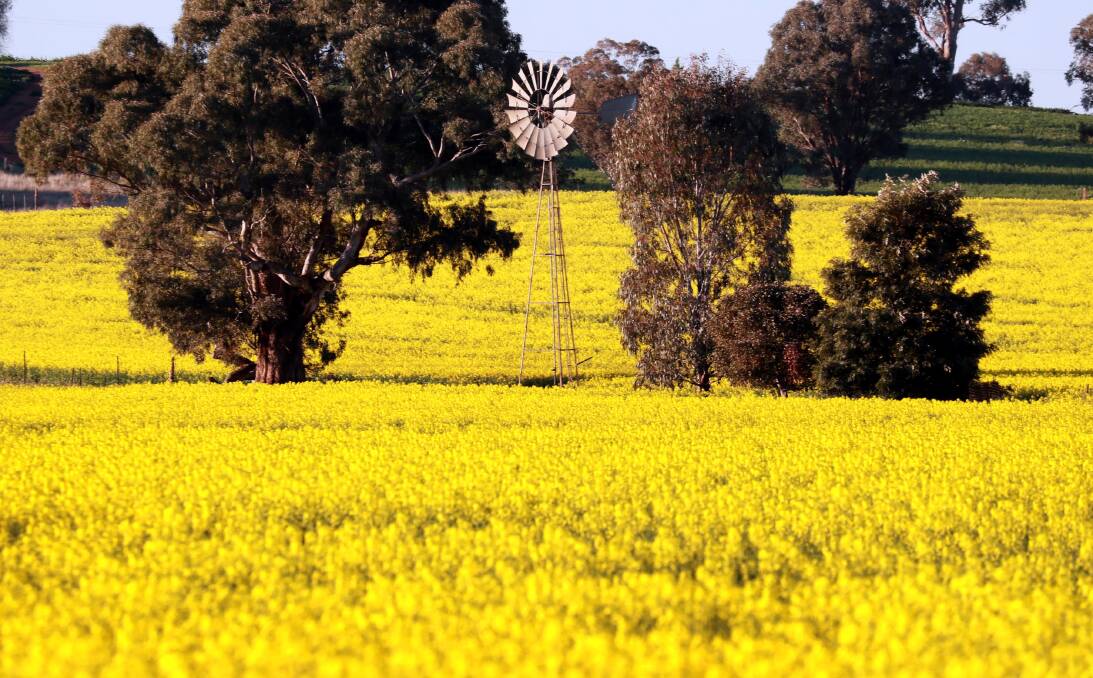 Riverina canola farmers saw the wet spring bring a colourful boost to their crops. Picture by Les Smith 