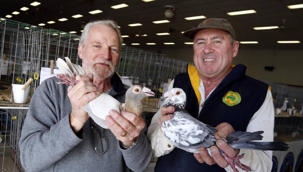 ANPA National Show organisers Frank Hayes (left) and Dennis Murphy both keep hundreds of pigeons, with this weekend being their first chance to show them on a national scale since 2019. Picture: Les Smith 