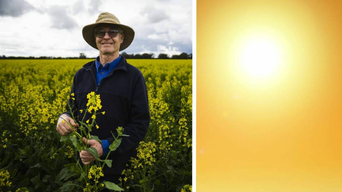 Wallacetown farmer Rob Gollasch says his canola survived the September dry spell. File picture
