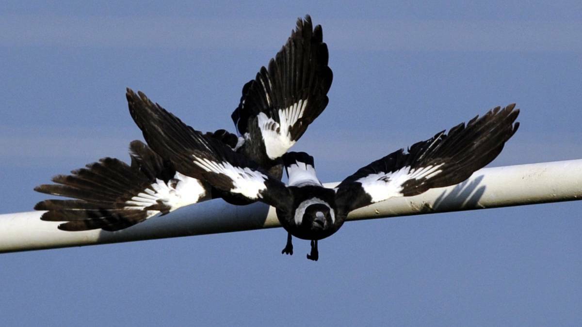 Magpies have begun swooping early across town this year