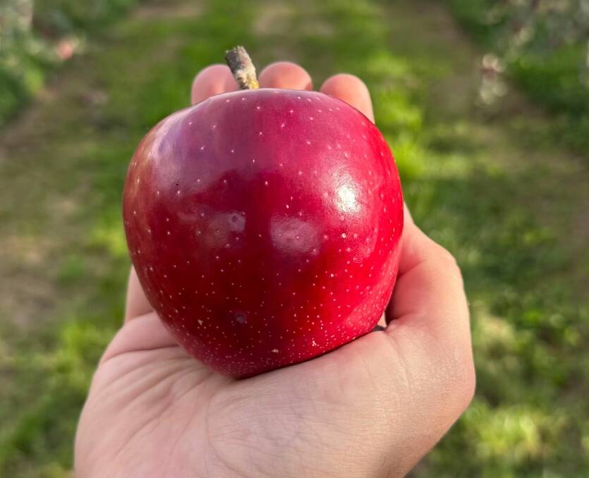 Batlow-grown Cosmic Crisp apples are expected to hit markets across the state next winter. Picture contributed