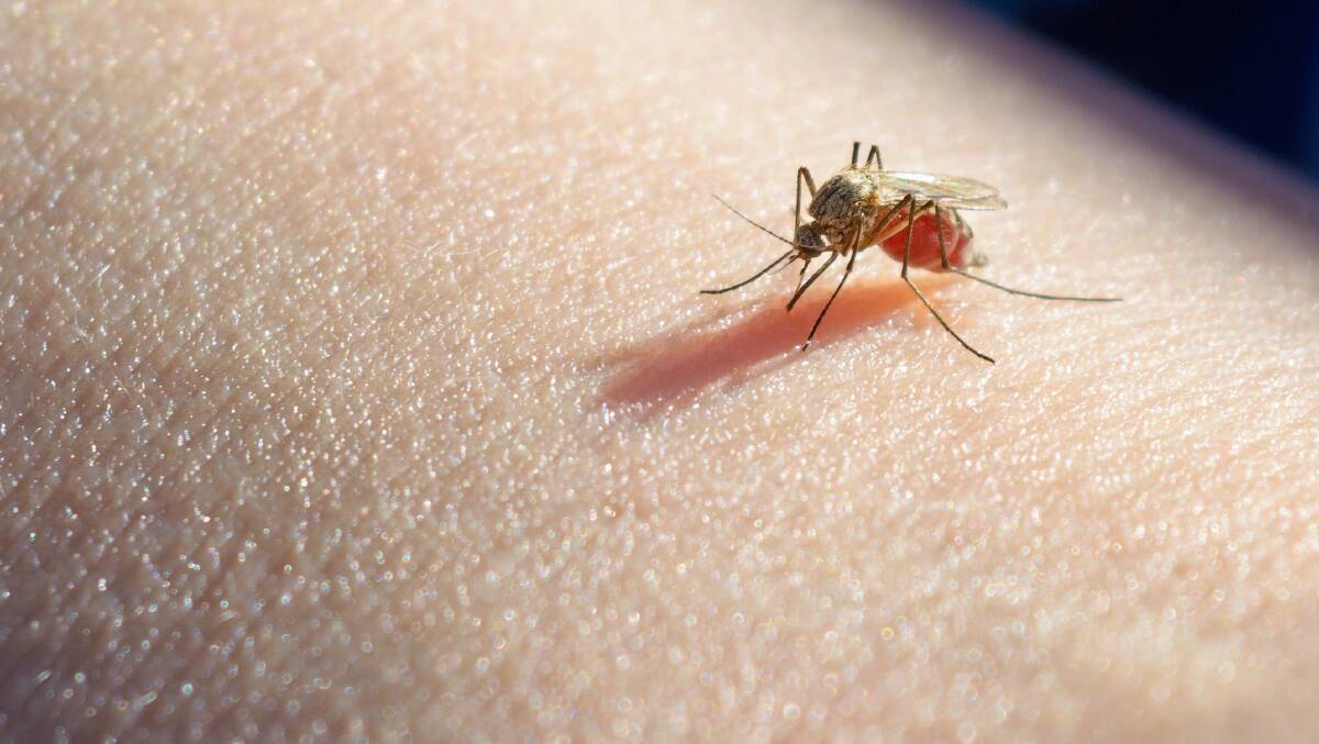 Murray Valley encephalitis is transferred to humans via mosquitoes. File picture
