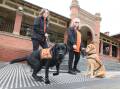 Therapy dog handlers Catherine Hannah and Heather Letchford with therapy dogs Mac and Pete outside Wagga Courthouse. Picture by Les Smith