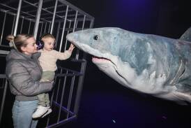 Shark Dive is an interactive experience coming to the Civic Theatre this week. Picture by Les Smith