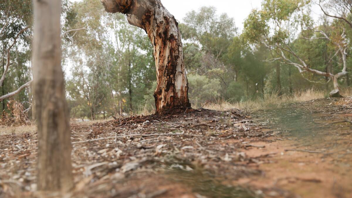 Wagga has recorded its driest Autumn in six years. Picture by Tom Dennis