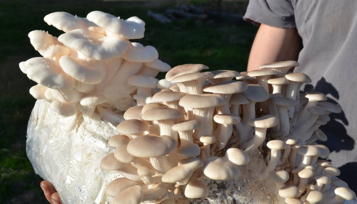 Some of Mr Storrier's home grown mushrooms. Picture by Jeremy Eager