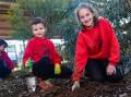 Sturt Public School students James Bowman (year 1) and Chelsea Dwyer (year 6) get their hands dirty planting wattle as part of Schools Tree Day on Friday, July 26. Picture by Bernard Humphreys