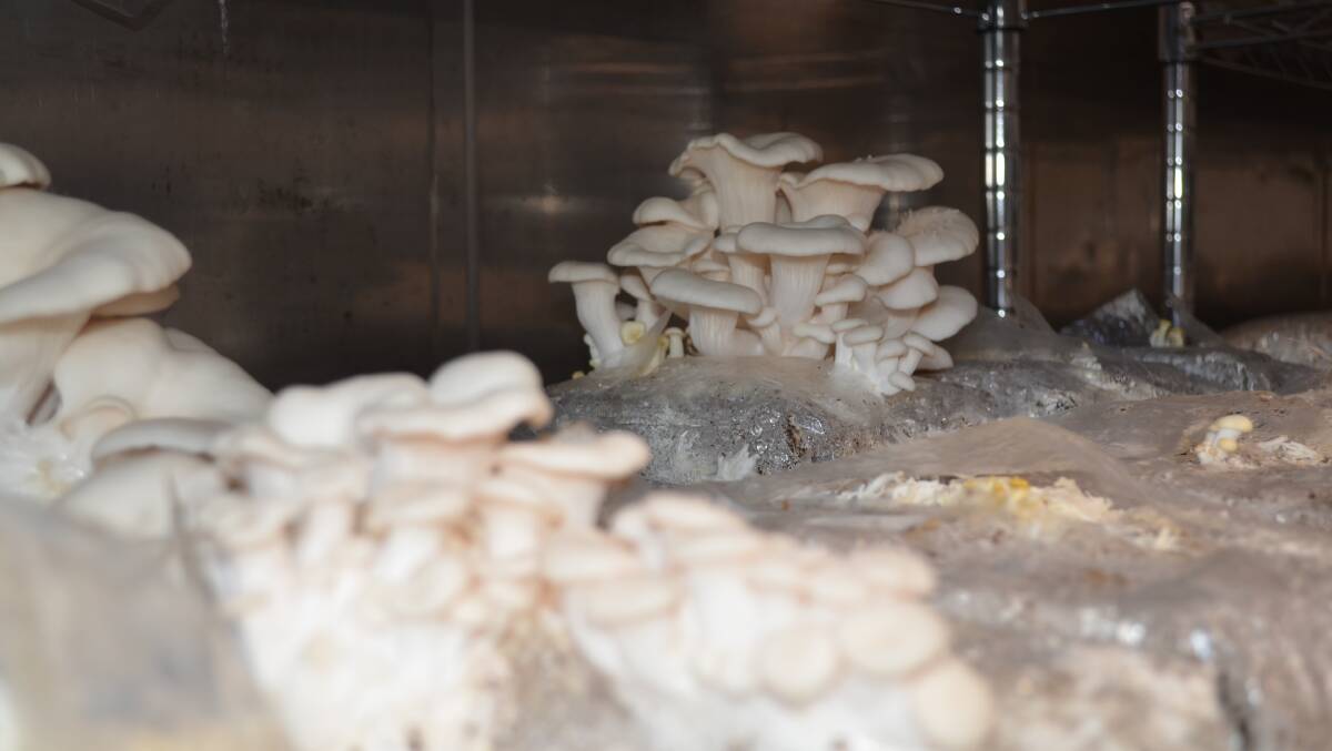 Mr Storrier grows his mushrooms in a shipping container. Picture by Jeremy Eager