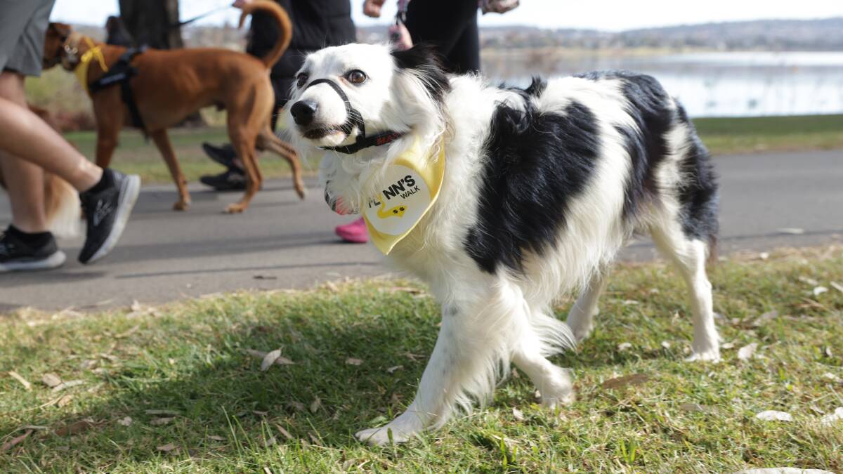 Flynns Walk was held in Wagga for the first time on Sunday, with owners and their dogs out to honour the memory of Flynn Hargreaves. Pictures by Tom Dennis