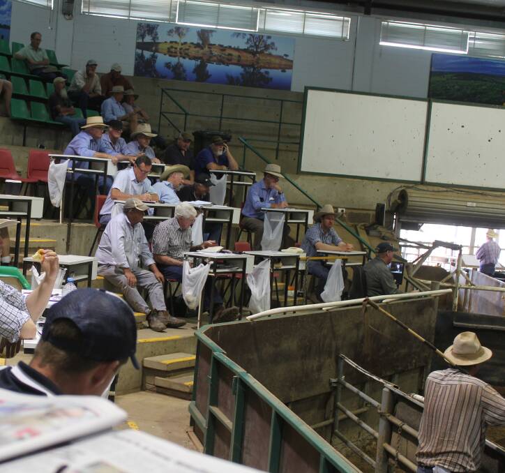 PLACING THE BIDS: Buyers are pictured ringside at the Wagga Livestock Marketing Centre. Picture: Nikki Reynolds