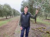 Wollundry Grove Olives owner Bruce Spinks out in his olive groves. Picture by Les Smith
