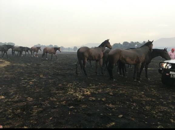 NEAR MISS: Brett Cavanough's horses miraculously escaped a fire that tore through his spelling paddock in between Chiltern and Barnawartha. 