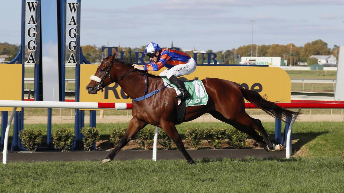 Participator wins on Wagga Gold Cup day. Picture by Les Smith