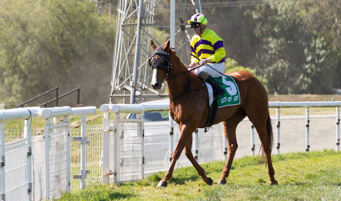 Gold Tracker will contest a Highway at Randwick on Saturday. Picture by Madeline Begley