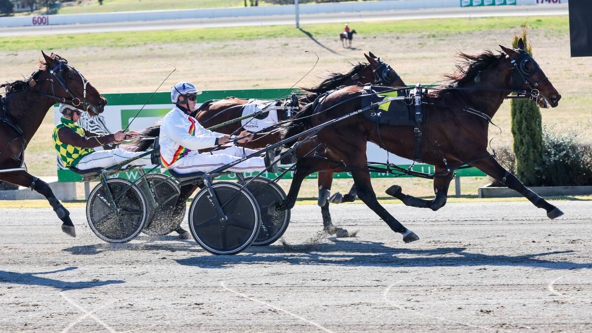 Nathan Jack drives Sanchez to victory in the NSW Bred Two Year Old Heat at Riverina Paceway on Friday before ending Bittersweet's unbeaten start later on the program. Picture by Les Smith