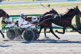Nathan Jack drives Sanchez to victory in the NSW Bred Two Year Old Heat at Riverina Paceway on Friday before ending Bittersweet's unbeaten start later on the program. Picture by Les Smith