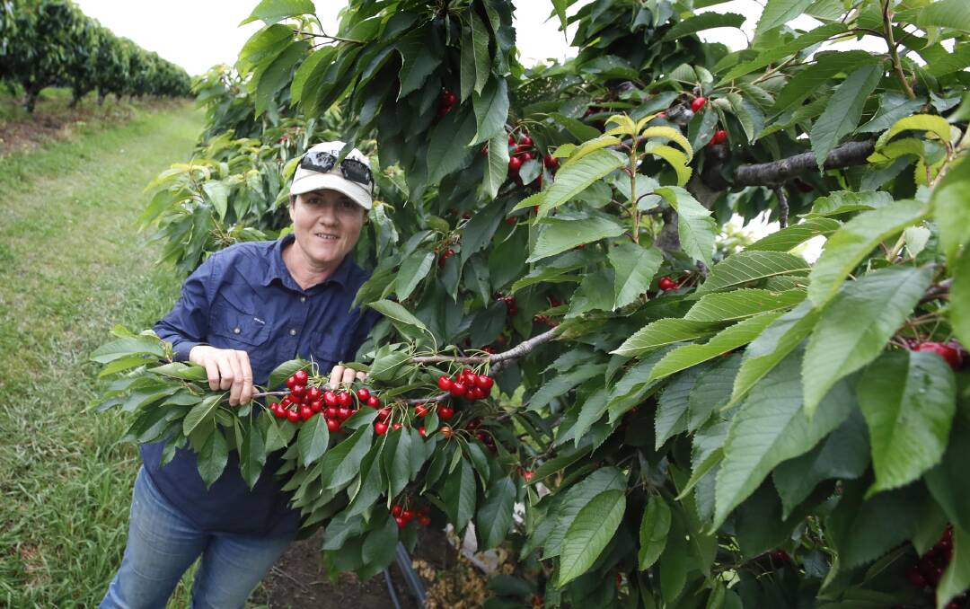 Grovelands Cherries owner Kristy Barton has said goodbye to the popular orchard once and for all due to an array of struggles including costs. Picture by Les Smith 
