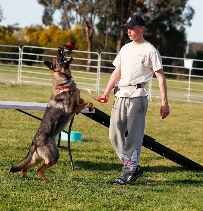 Wagga's Braeden Pearce has been working hard to train his nine-month-old German Shepherd Maddie. Picture by Les Smith 