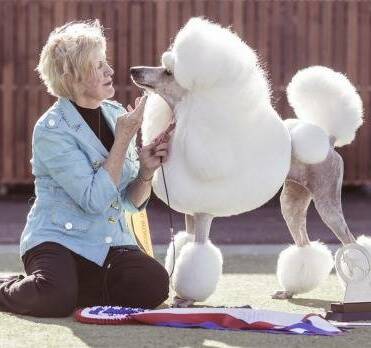 WONDER DOG: Lorraine Boyd with her picture perfect poodle Carla at last weekend's Young dog show.