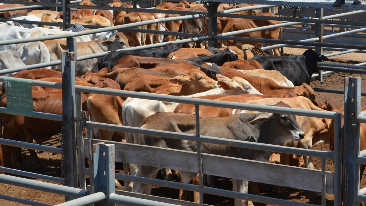 Cattle sales halted indefinitely due to safety dangers