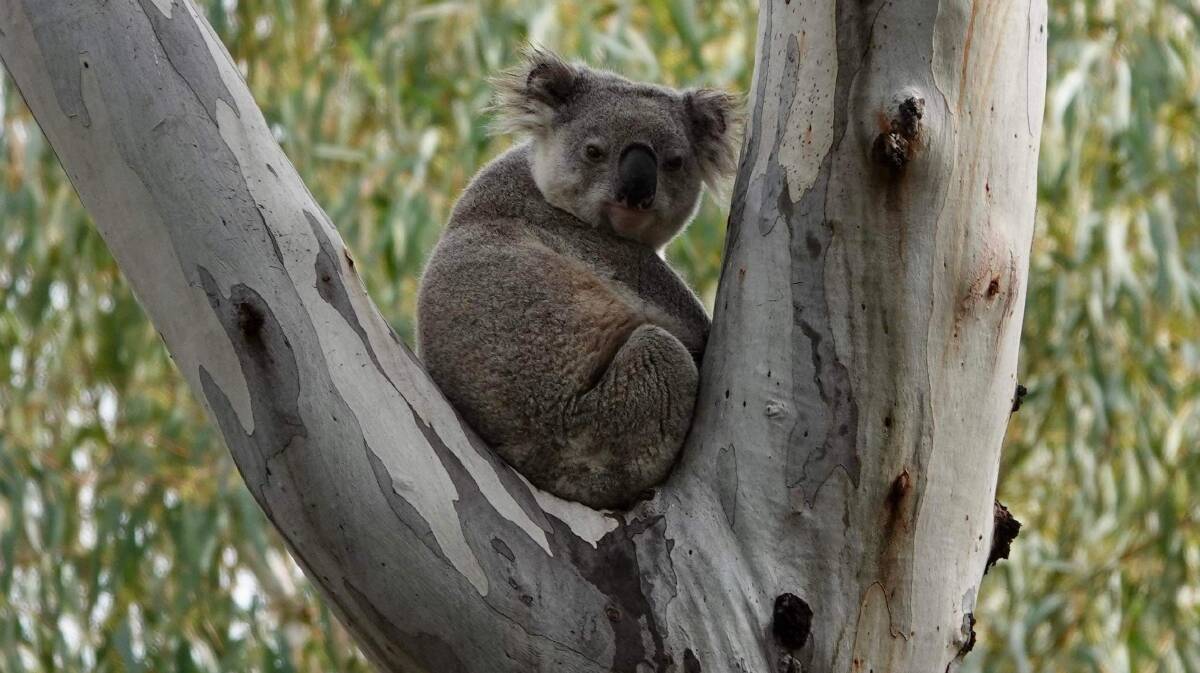 Cr McKinnon says the success of the Narrandera koala reserve shows the Riverina would be suitable for more koala habitats. Picture by Tilly Fullarton