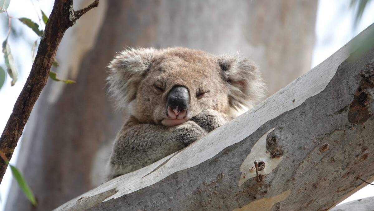 Koala populations in Narrandera are bucking the statewide trend and thriving, sparking calls for more of the marsupials to be brought to the Riverina. Picture by Tilly Fullarton