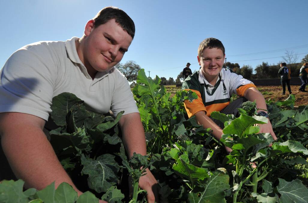 GIVING GROWTH: Mount Austin High students Tom Melbourne, 17, and Kai Batten, 16, work on the garden beds at the school, which will soon be accessible to Wagga's elderly community.