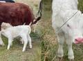 In an extremely rare occurrence Albino Hereford calf, named Migamoo, was born on Gavin and Kim Morgan's farm Taabinga, Hillgrove. Pictures supplied by Kim Morgan